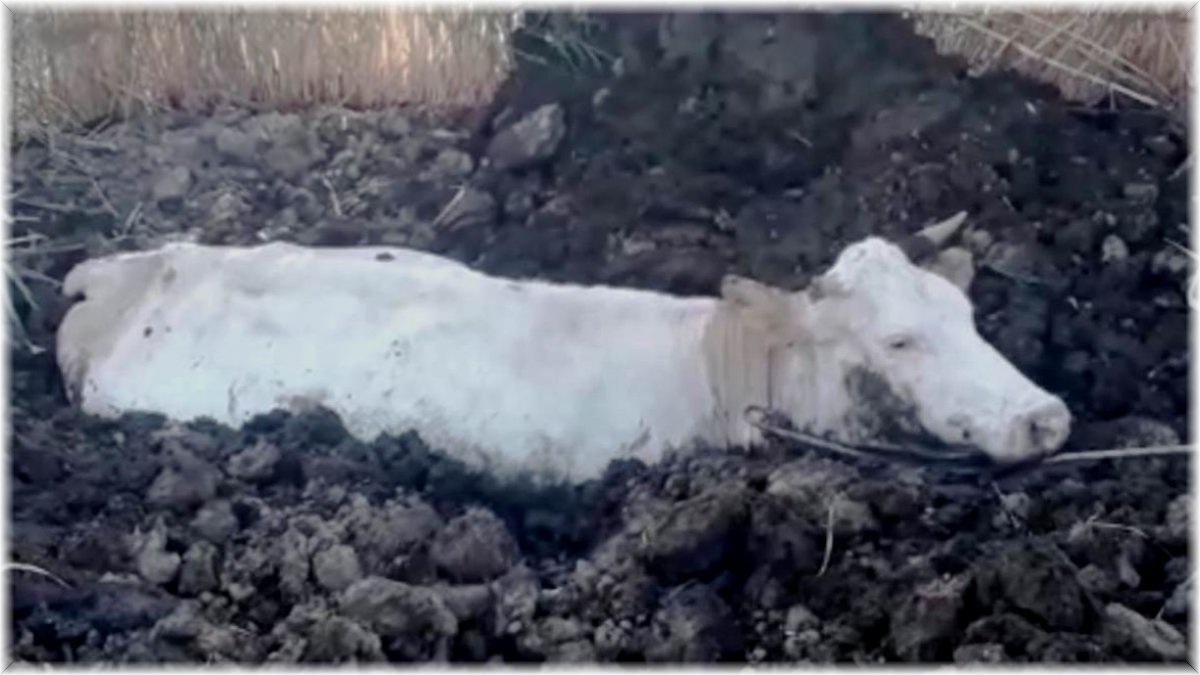 Gevaş’ta bataklığa saplanan inek kurtarıldı