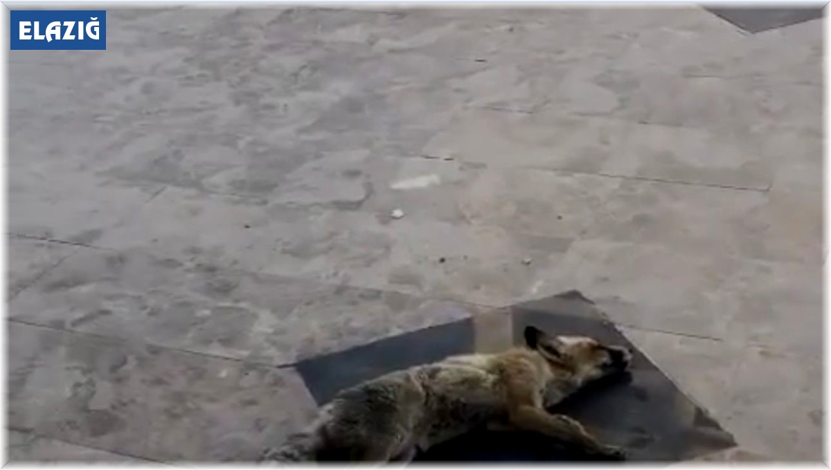 Girdiği dükkandan çıkmak istemeyen tilki, ölü taklidi yaptı