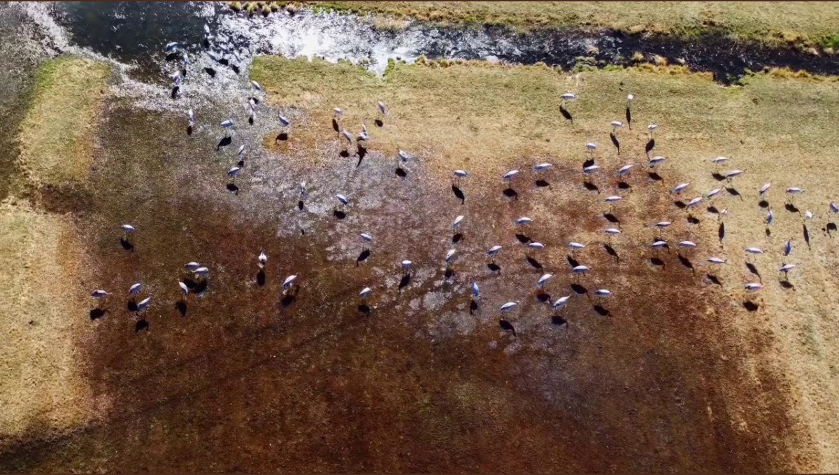 Göç eden turnalar Erzurum'da objektiflere yansıdı