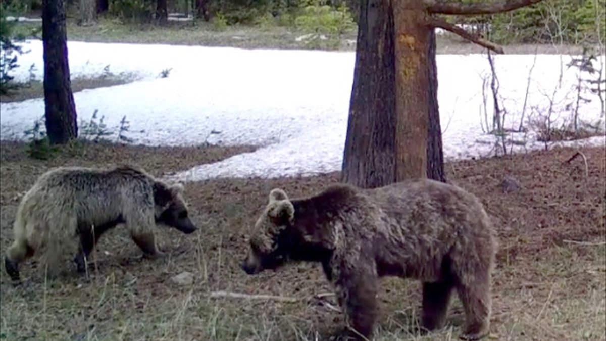 Göç yolculuğuna başlayan bozayılar uydu vericileriyle izleniyor