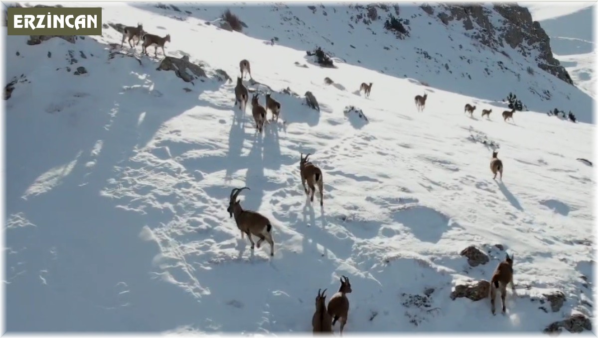 Göç yoluna koyulan yaban keçileri belgesel tadında görüntü oluşturdu
