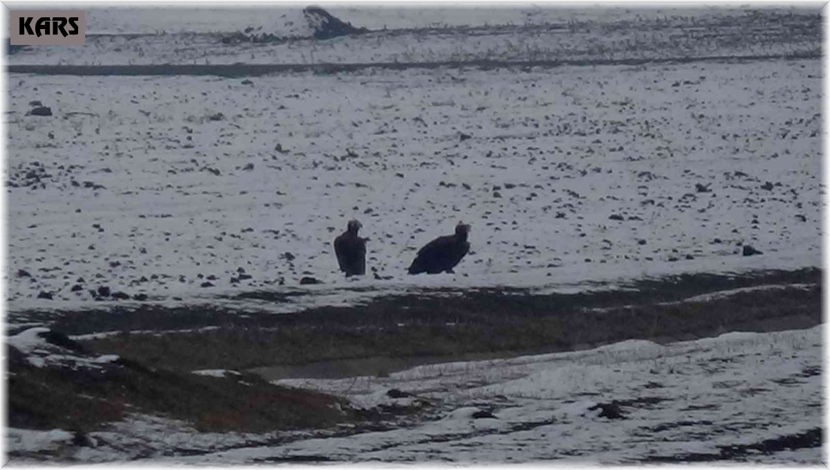 Göç yolunda yorulan akbaba çifti Kars'a indi