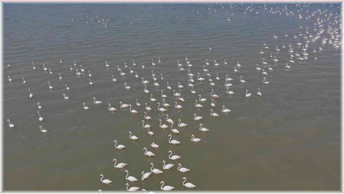 Göçe hazırlanan flamingolardan görsel şölen