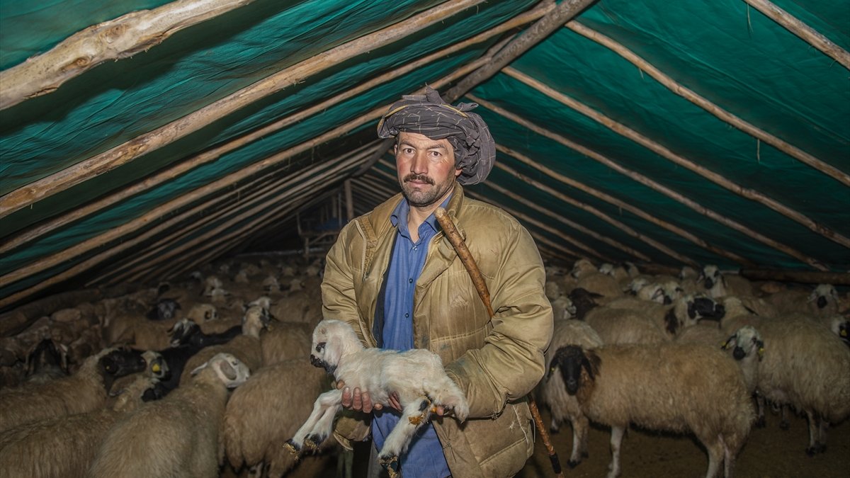 Göçerlerin ağıllardaki zorlu "kuzu" nöbeti