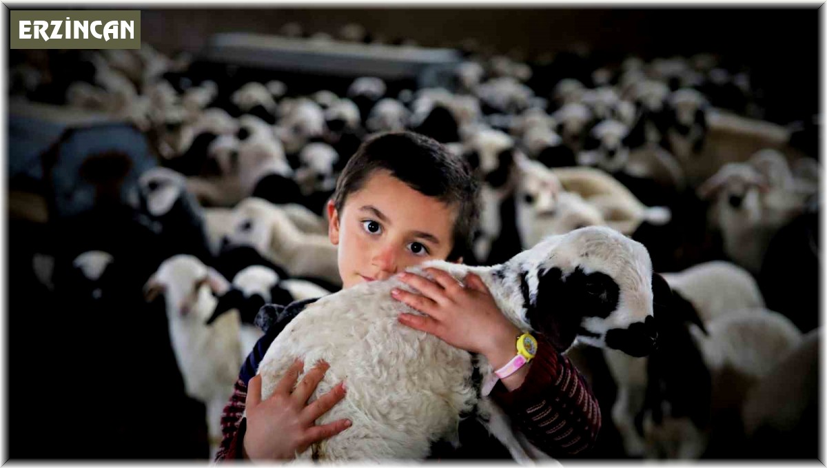 Göçerlerin 'kuzu' mutluluğu