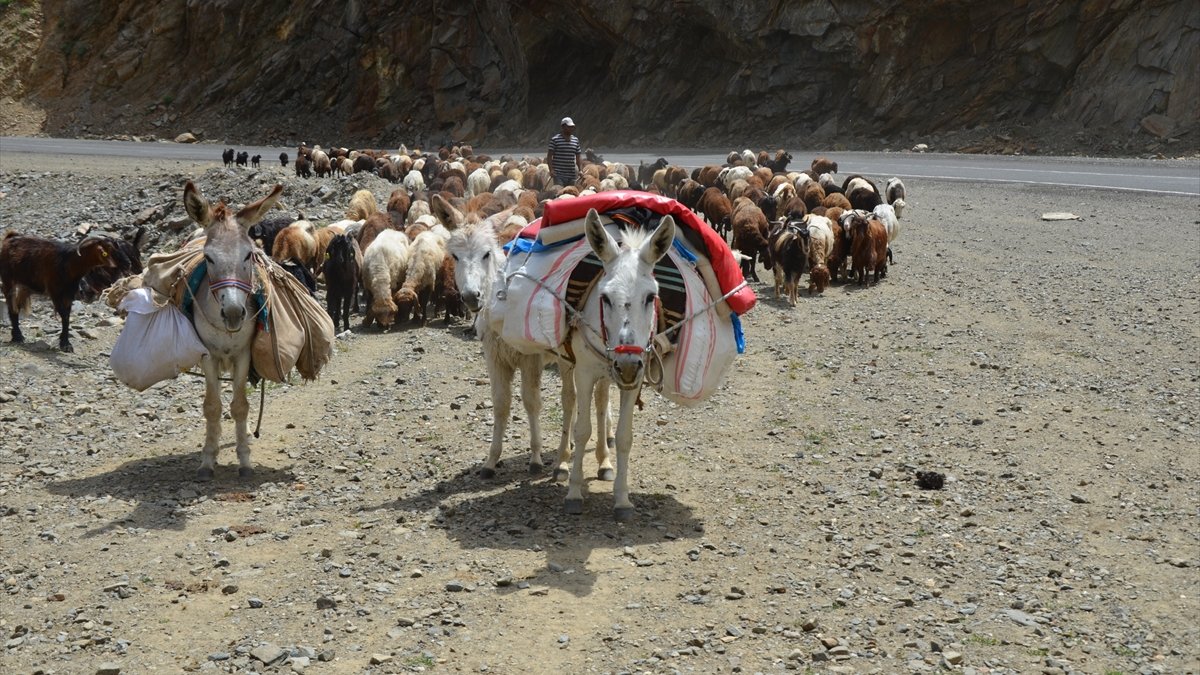 Göçerlerin sıcak illerden Muş'taki Şenyayla'ya yolculuğu başladı