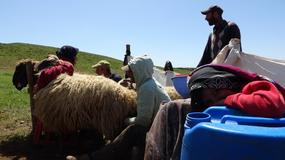 Göçerlerin süt sağım mesaisi başladı