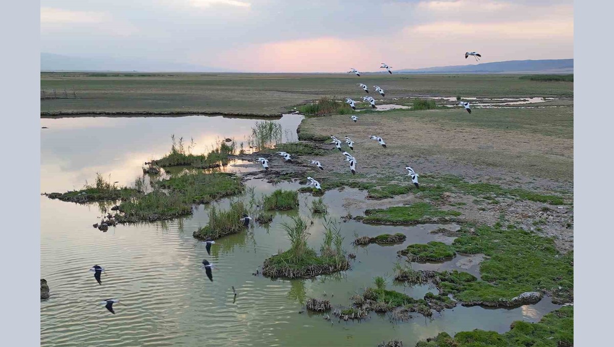 Göçmen kuşlar dönüş yolunda