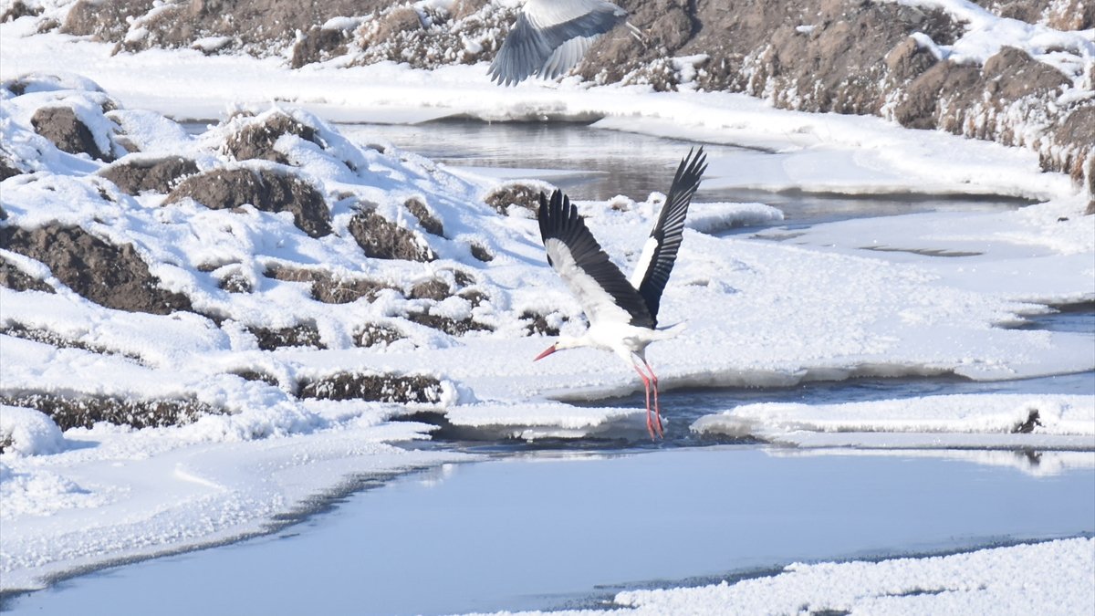 Göçmen kuşlar Kars'taki sulak alanları mesken tuttu