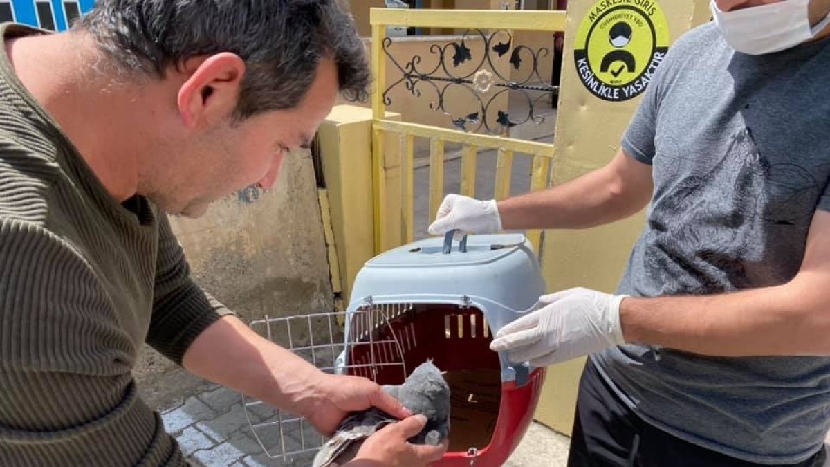 Gökçe Delice kuşu tedavi altına alındı