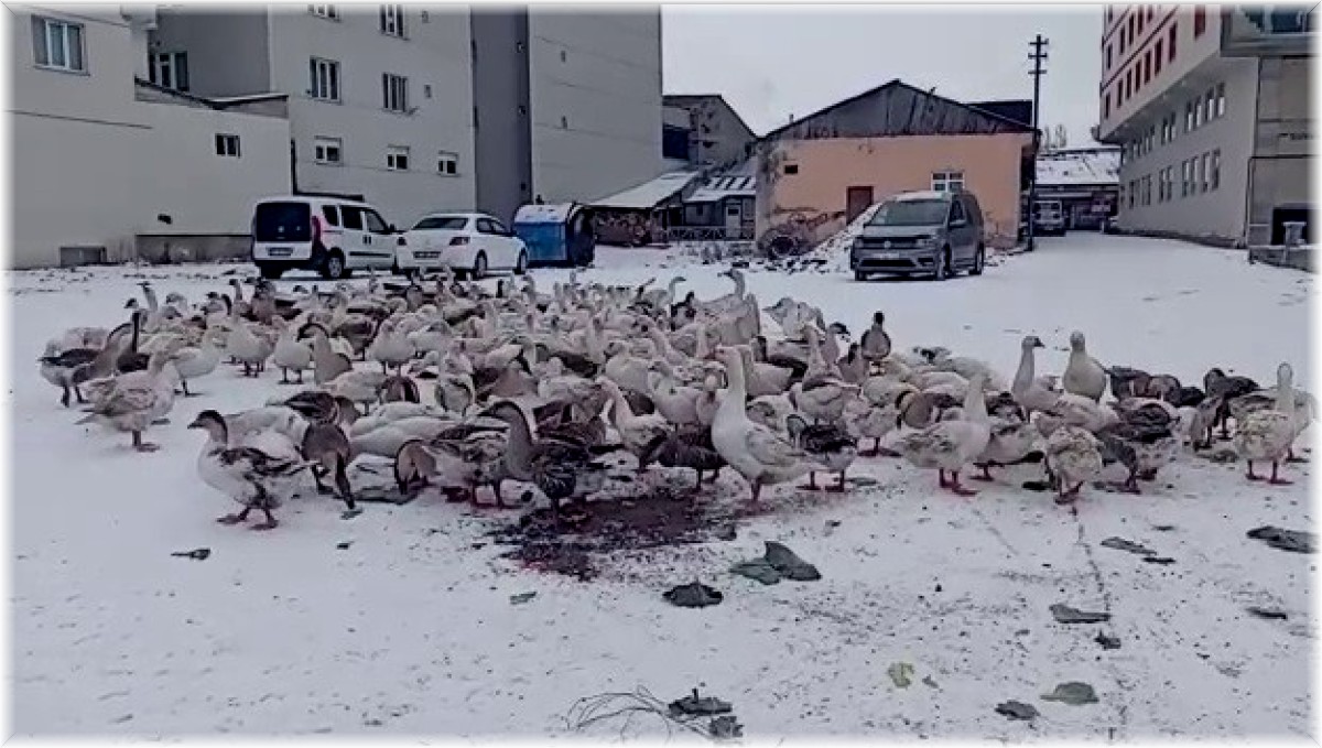 Göle beyaz örtüyle kaplandı