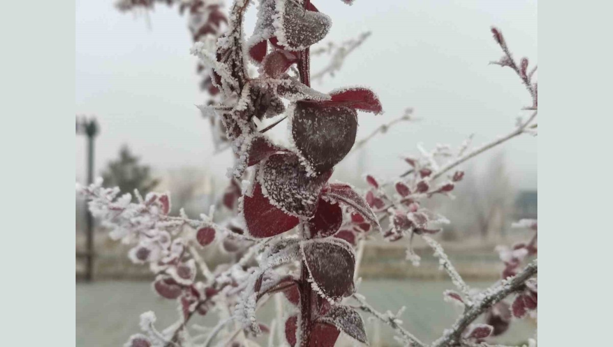 Göle eksi 13 derece, ağaçlar kırağı tuttu