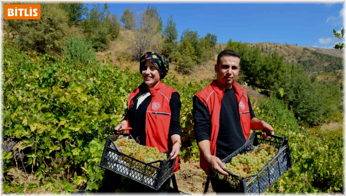 Gönüllü gençler yaşlı ve kimsesiz adamın bahçesindeki üzümleri topladı