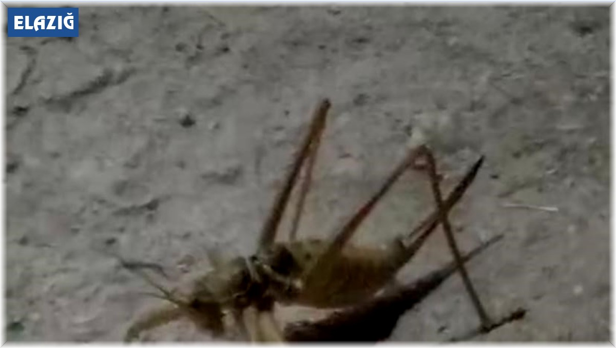 Gördüğü çekirge karşısında şaşkınlığını gizleyemedi