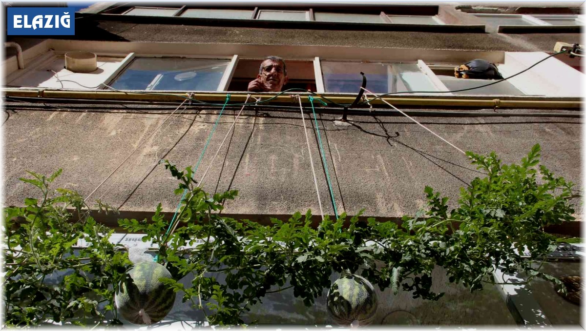 Görenler bir daha baktı, betonların arasında nasıl yetiştiğine anlam veremediler