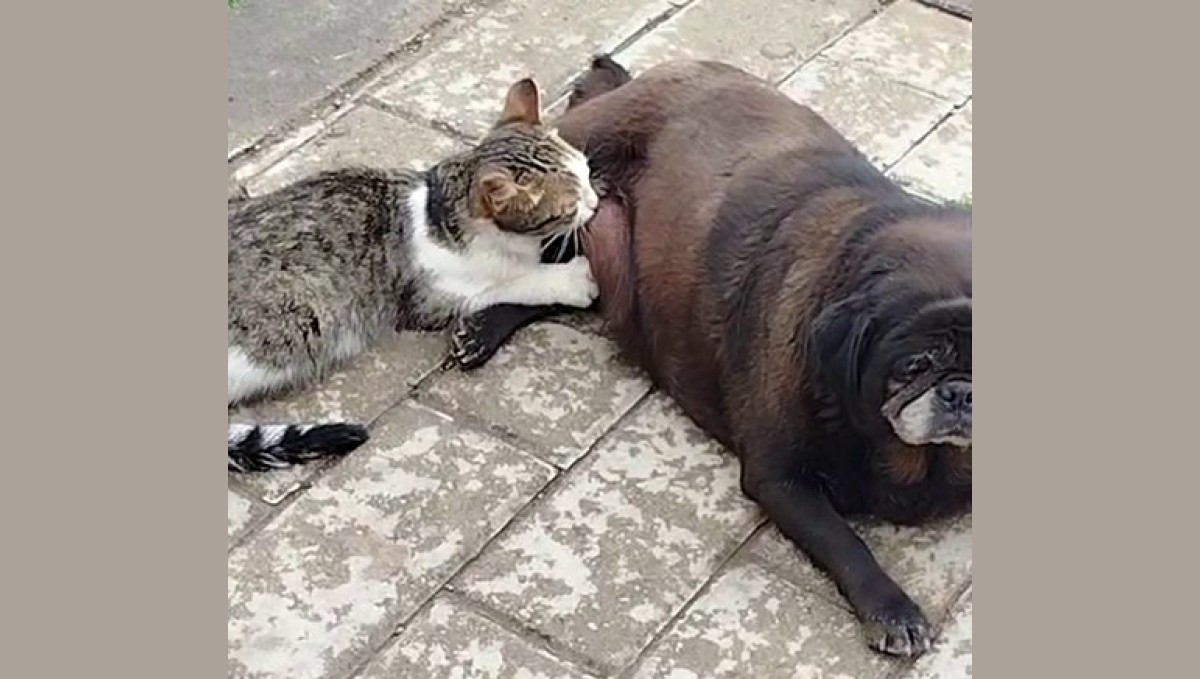 Görenler inanamadı, köpek kediyi sokak ortasında emzirdi