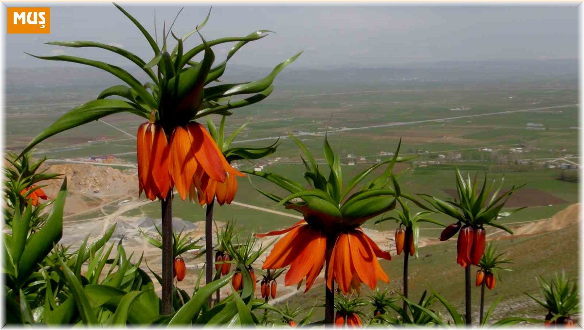 Görmek için 2 saat yürüdüler, korkudan dokunamadan geri döndüler