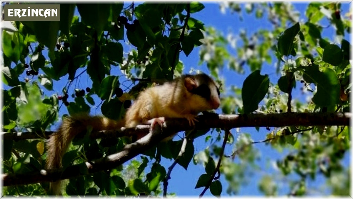 Görülmesi en zor canlılardan yediuyur Erzincan'da görüntülendi