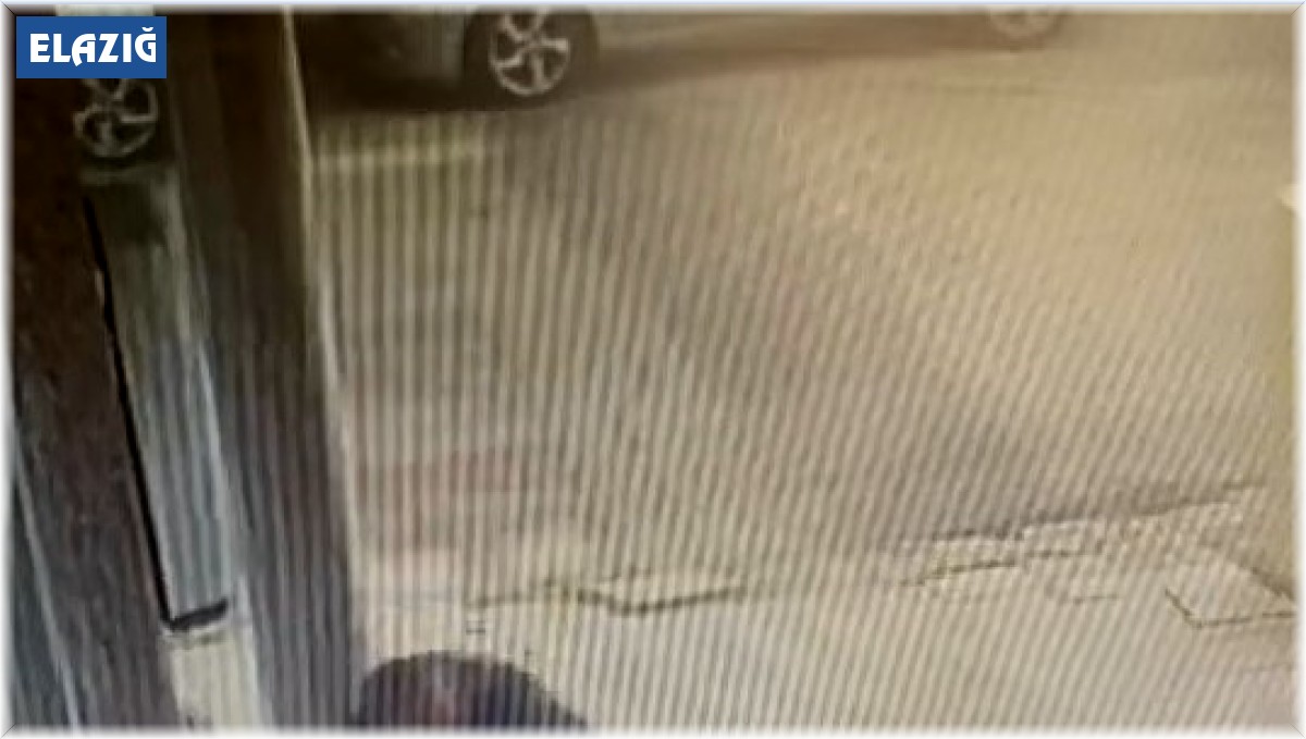 Gözüne kestirdiği çiçeği saksısıyla birlikte saniyeler içerisinde götürdü