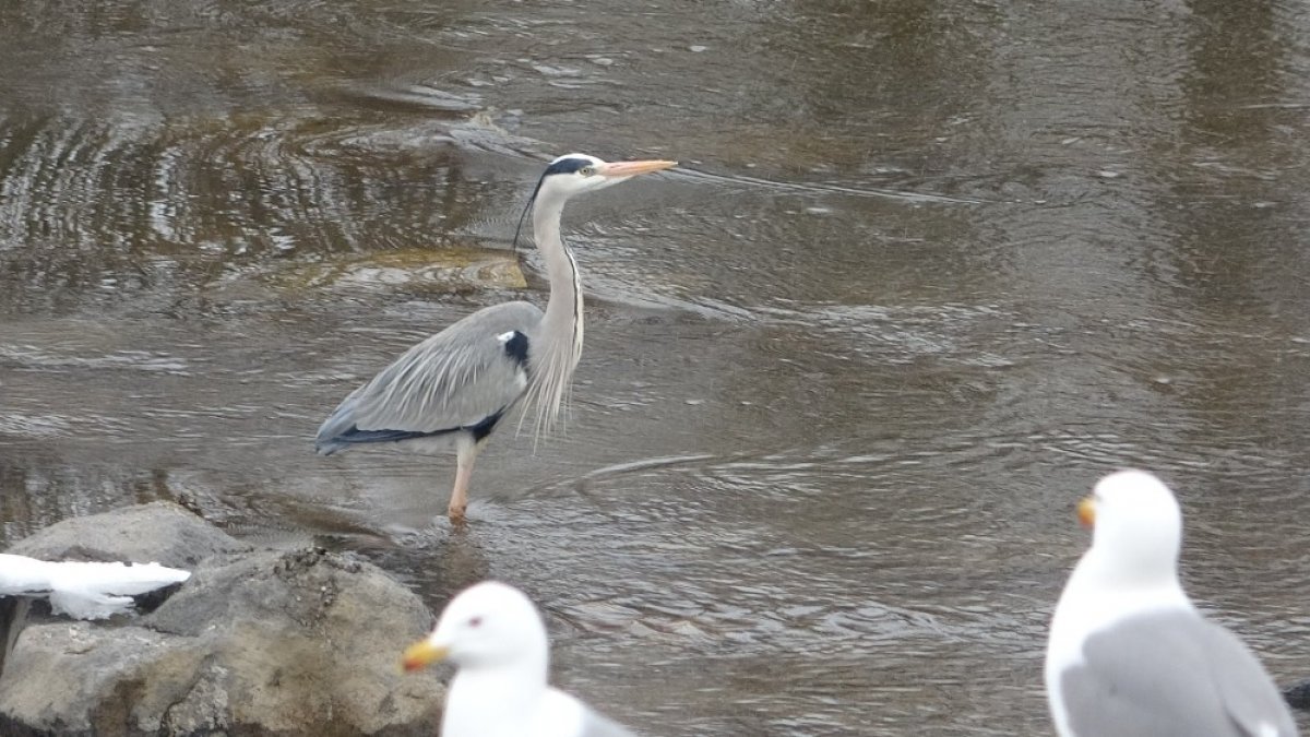 Gri balıkçıl kuşlar Ardahan'da kar sürpriziyle karşılaştı