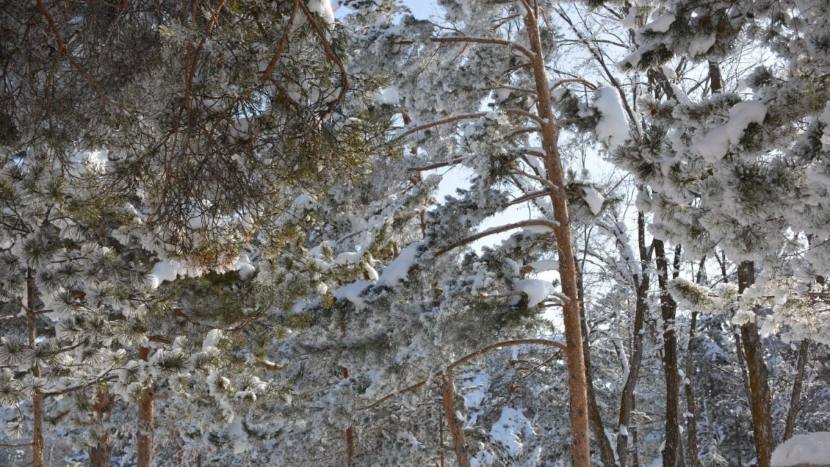 Gündüz yaz gece kış