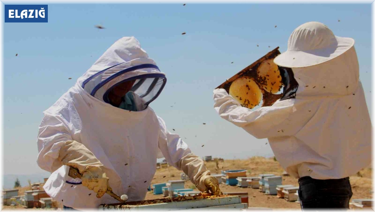 Güneş altında mesai zorlu ama hasat 'tatlı'