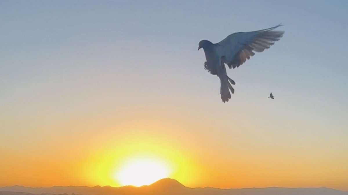 Güneşte dans eden güvercinler hayran bıraktı
