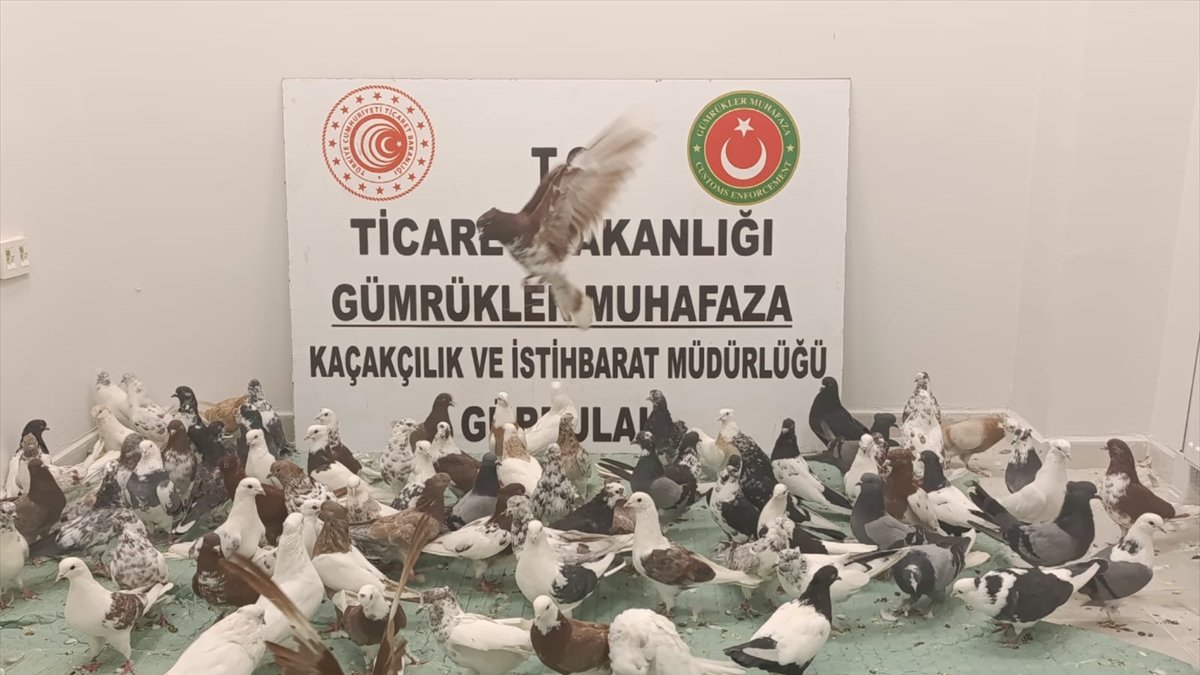 Gürbulak Gümrük Kapısı'nda Tırdan 85 "Cancan" Cinsi Güvercin Ele Geçirildi