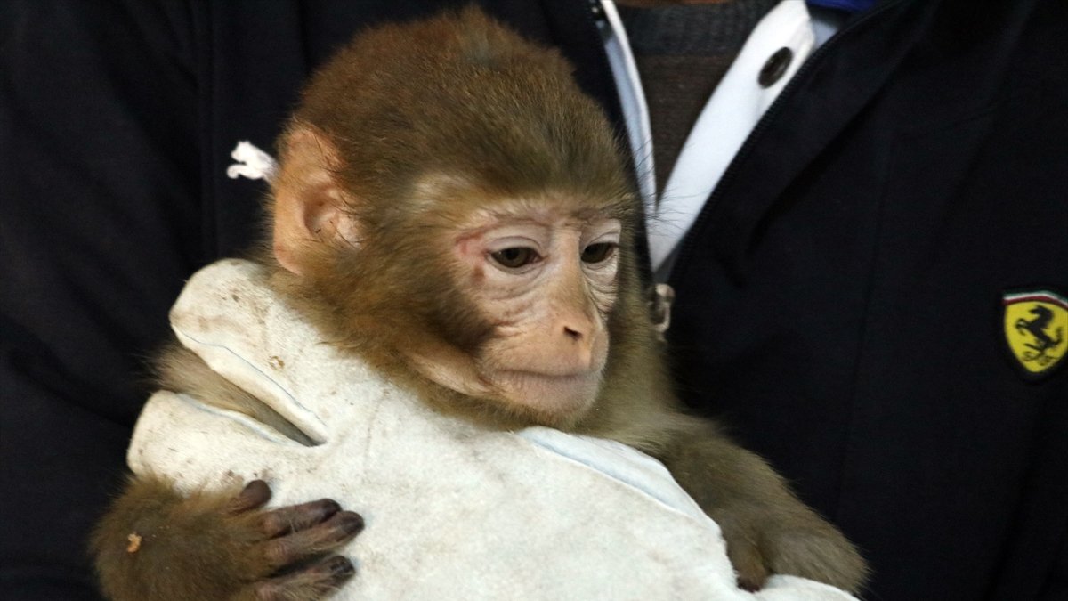 Gürbulak Gümrük Kapısı'nda yakalanan maymunlar Gaziantep'teki hayvanat bahçesine gönderildi