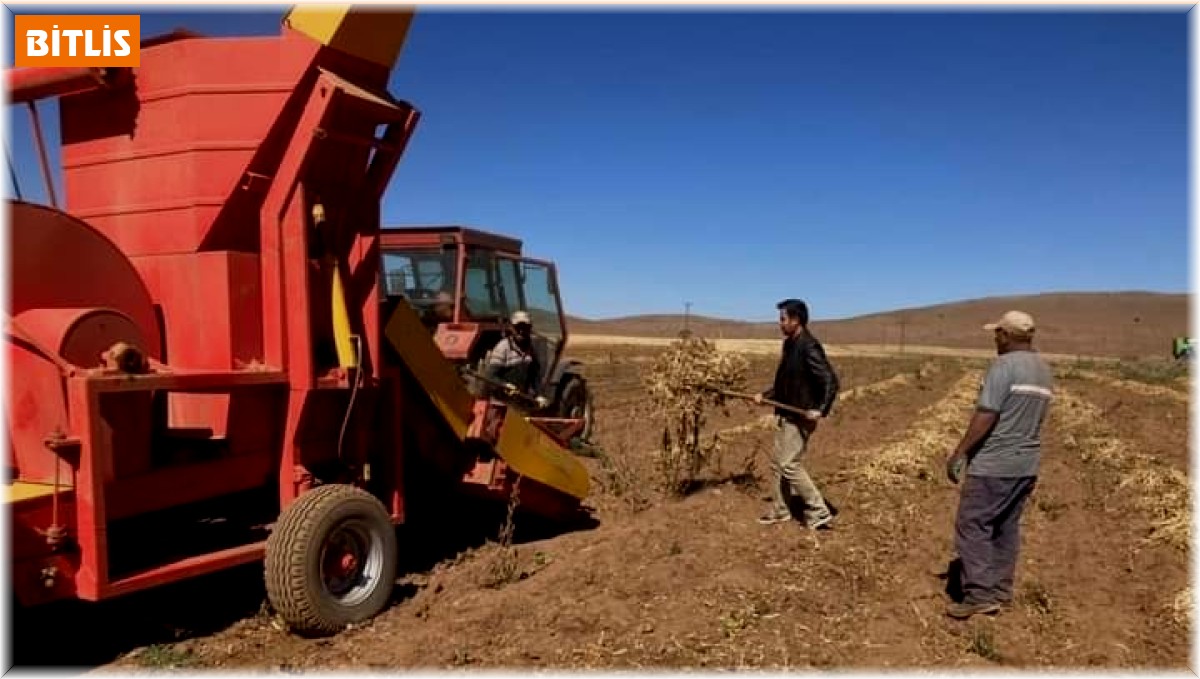 Güroymak'ta fasulye hasadı