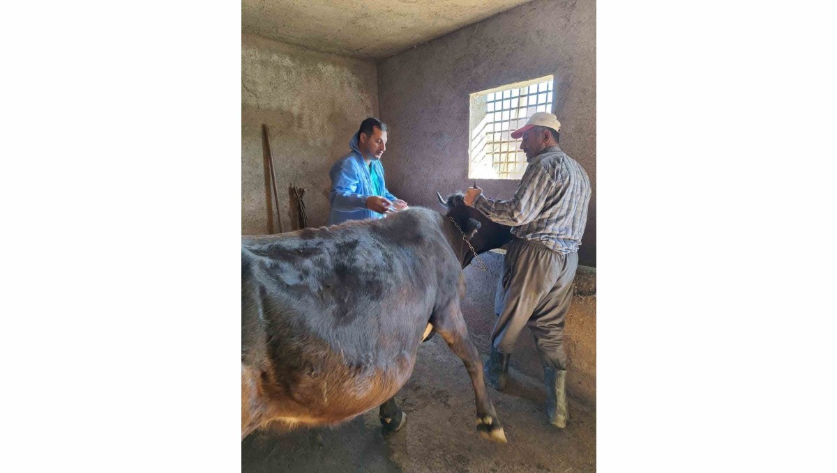 Güroymak'ta şap aşısı çalışmaları aralıksız sürüyor