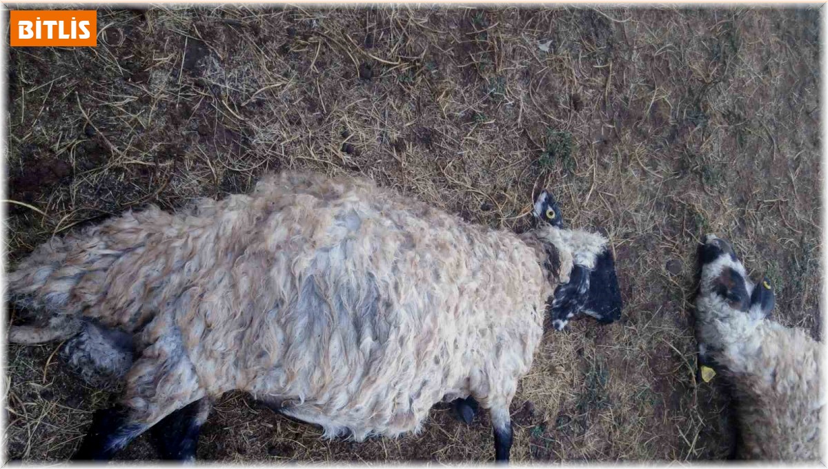 Güroymak'ta yıldırım düştü: 25 koyun telef oldu