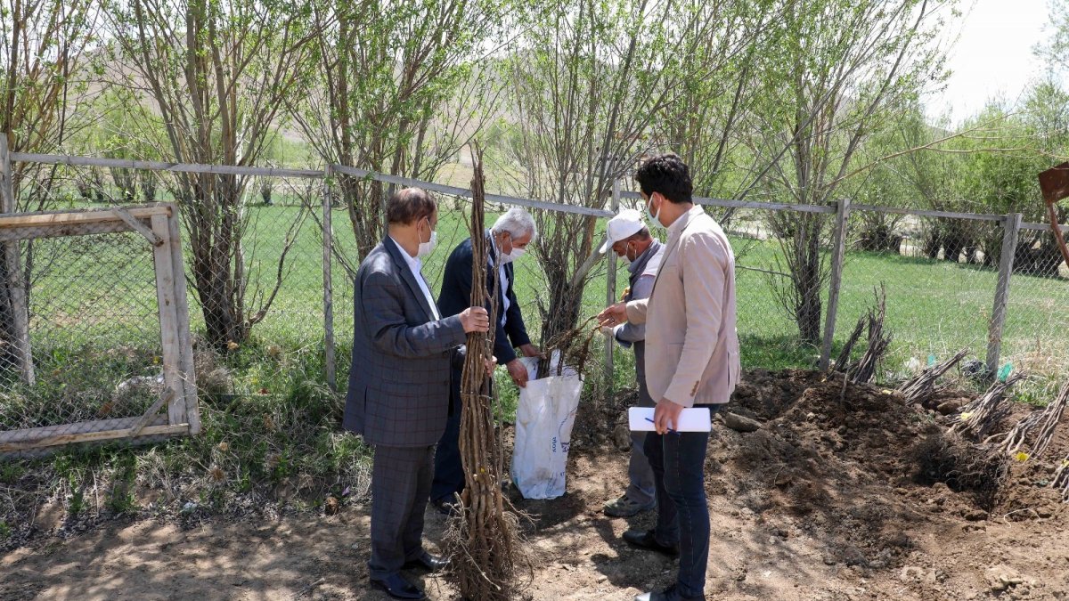 Gürpınar Belediyesinden ücretsiz fidan dağıtımı