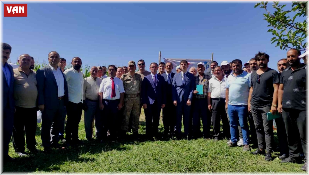 Gürpınar'da silajlık mısır hasadı