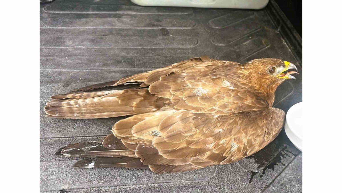 Güvenlik görevlisinden yaralı kartala şefkat eli