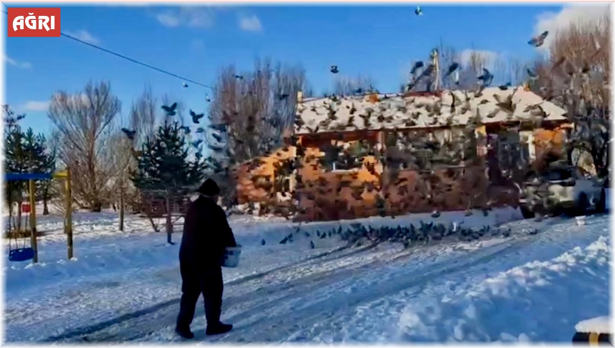 Güvercinlerile dost oldu, ömrünün yarısını onları besleyerek geçirdi