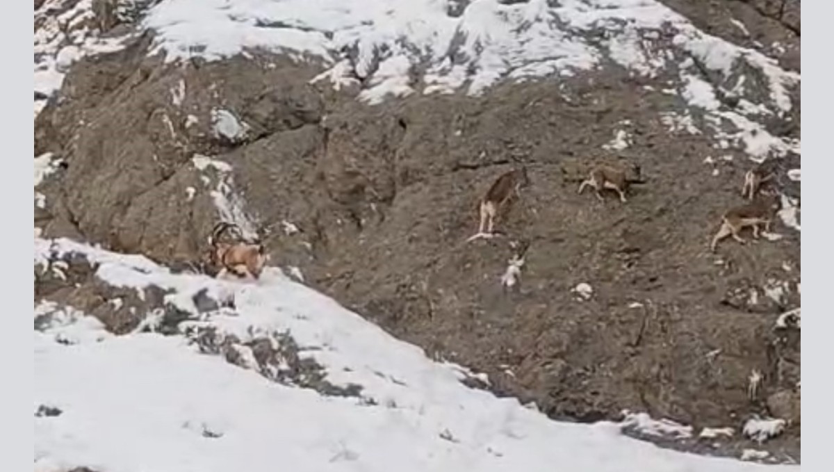 Güzeldere'nin karla kaplı yamaçlarda dağ keçileri görüntülendi