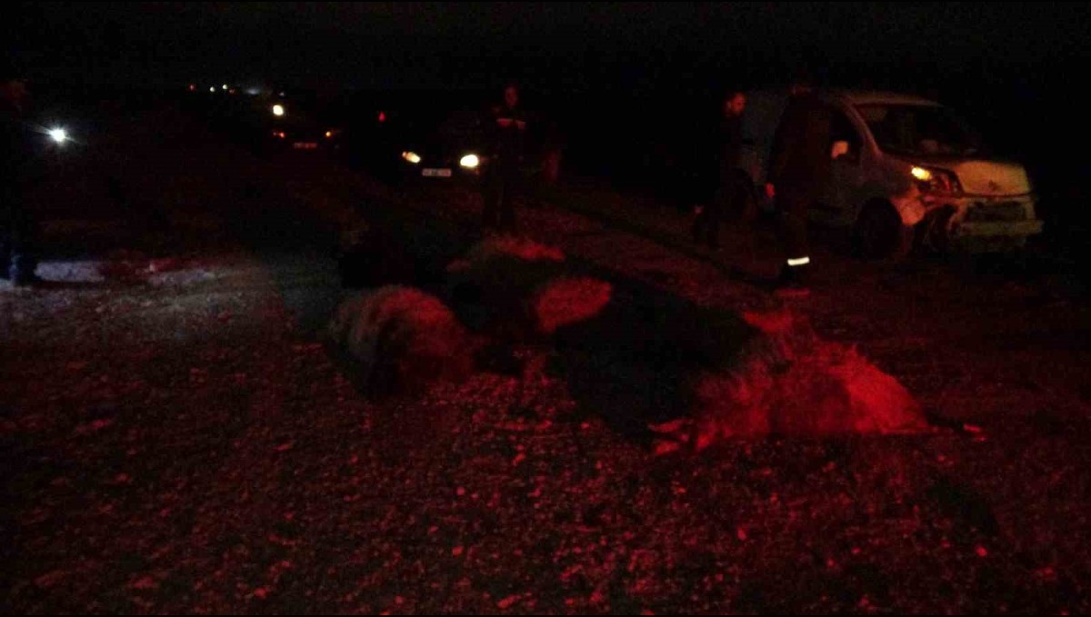 Hafif ticari araç sürüye daldı, 10'dan fazla koyun telef oldu