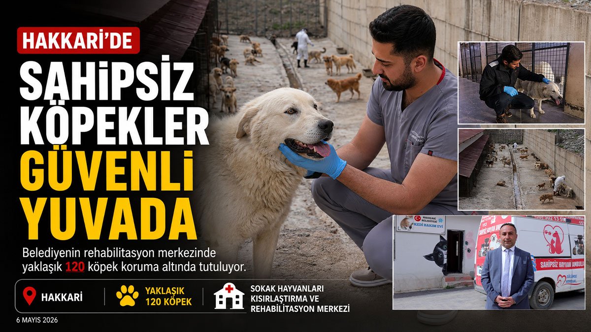 Hakkari'de 120 sahipsiz köpek rehabilitasyon merkezinde koruma altında