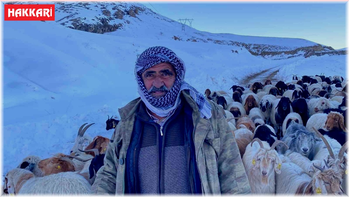 Hakkari'de 3 bin 500 rakımda mahsur kalan sürü kurtarıldı