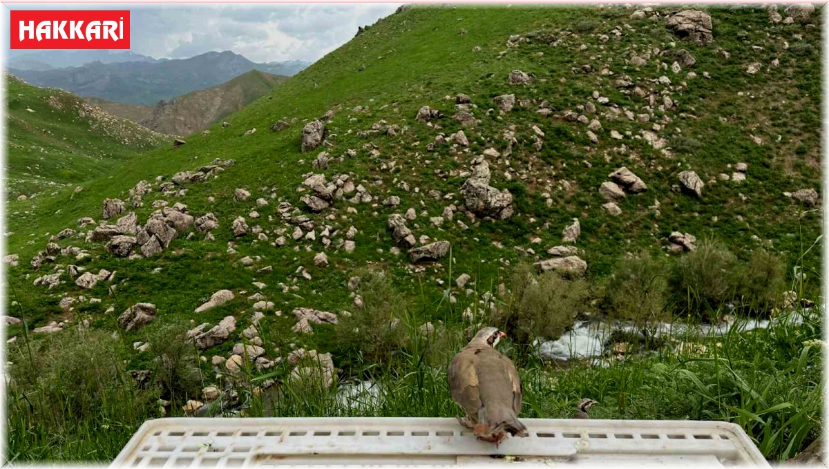 Hakkari'de 650 kınalı keklik doğaya salındı