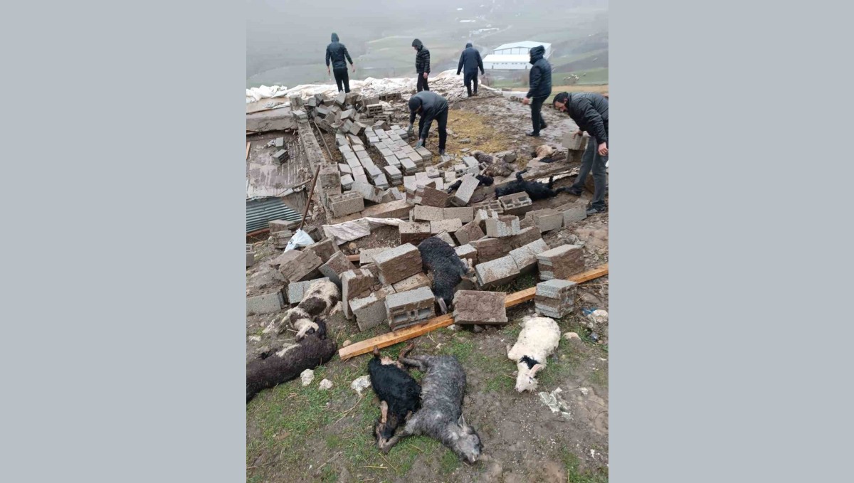 Hakkari'de ahır çöktü: 25 küçükbaş hayvan telef oldu