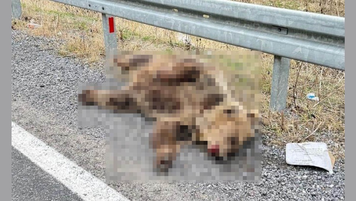 Hakkari'de aracın çarptığı ayı telef oldu