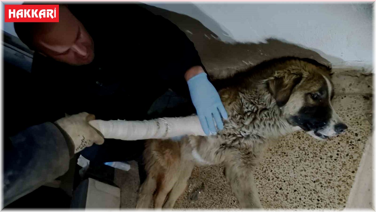 Hakkari'de aracın çarptığı köpek yaralandı