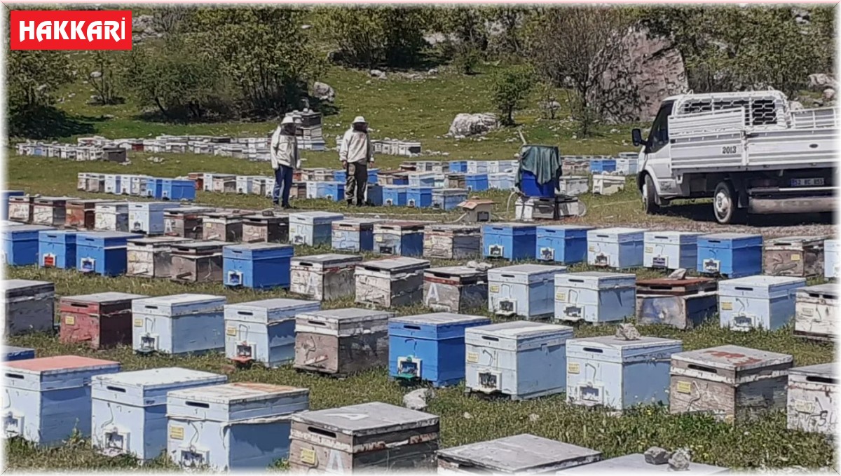 Hakkari'de bal üretim sezonu başladı