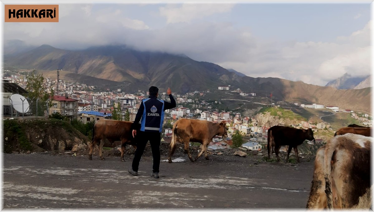Hakkari'de başıboş hayvanlarla mücadele