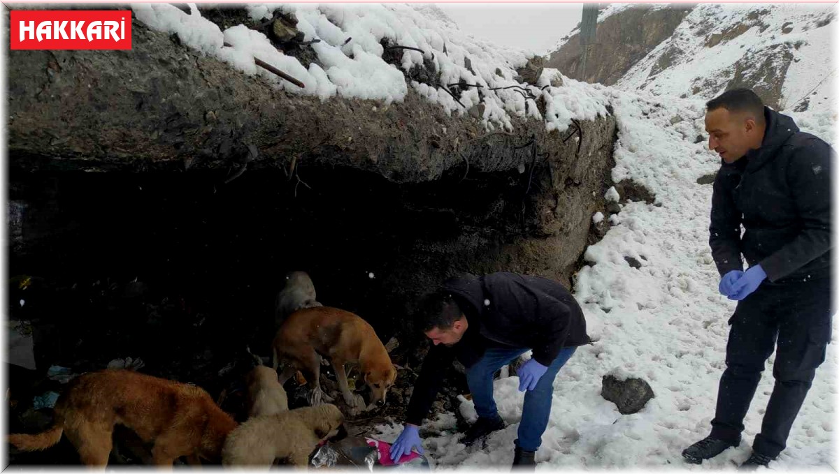 Hakkari'de başıboş köpeklere yiyecek bırakıldı