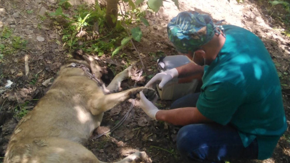 Hakkari'de bir haftada 2 köpeği yılan ısırdı