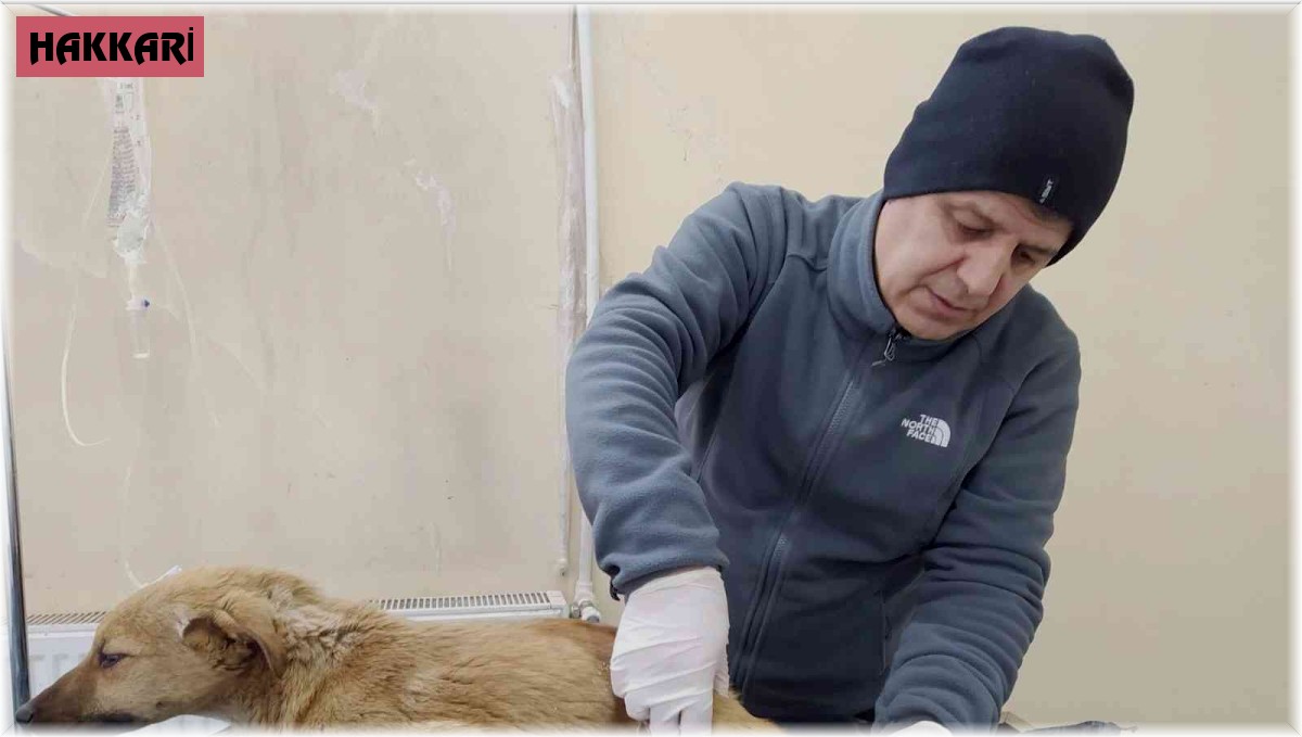 Hakkari'de can dostlar için yoğun mesai