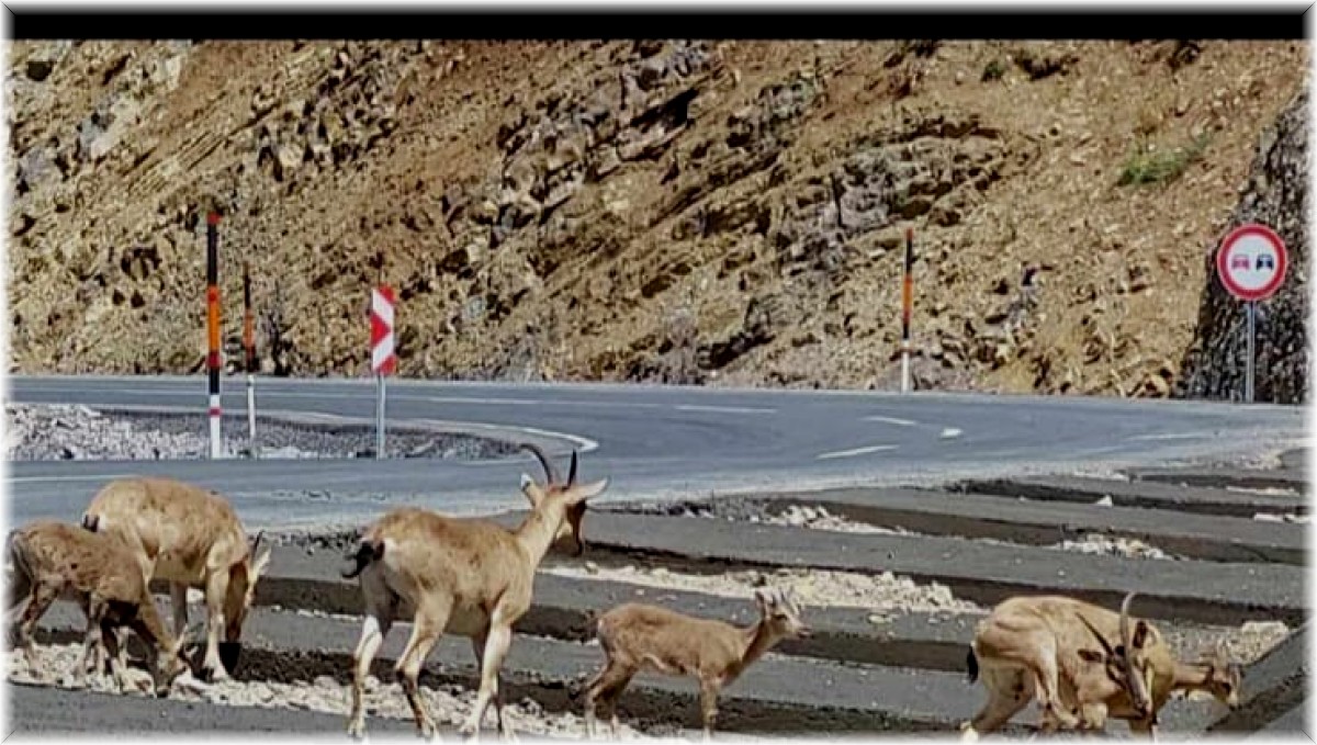 Hakkari'de dağ keçisi sürüsü yola indi
